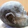 Cráneo momificado de hombre egipcio. Réplica. Tamaño natural. Muy detallado. Artista belga.