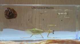 Mantis religiosa. Ciclo de vida completo. En placa de resina transparente. Original. Educativa.