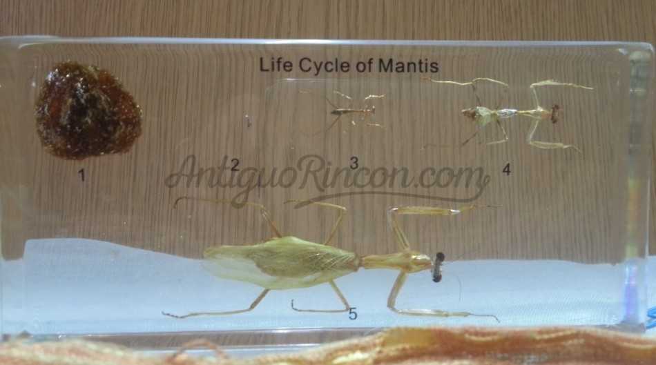 Mantis religiosa. Ciclo de vida completo. En placa de resina transparente. Original. Educativa.