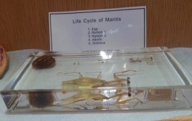 Mantis religiosa. Ciclo de vida completo. En placa de resina transparente. Original. Educativa.