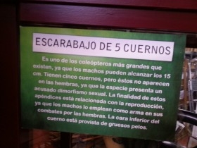 Escarabajo gigante en vitrina de exposición. Escarabajo de 5 cuernos. Mide la vitrina casi 2 m de altura.