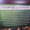 Escorpión gigante en vitrina de exposición. Escarabajo Emperador. Mide la vitrina casi 2 m de altura.