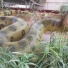 Anaconda gigante. Serpiente Anaconda. Réplica. Enorme tamaño.