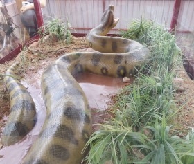 Anaconda gigante. Serpiente Anaconda. Réplica. Enorme tamaño.