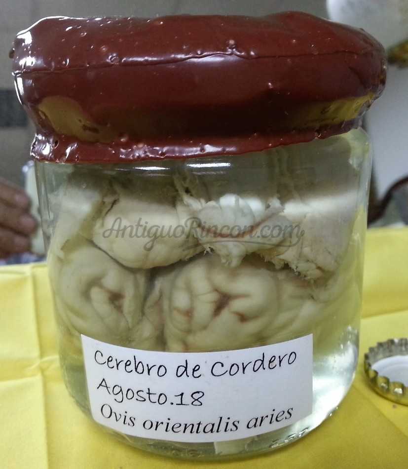 Cordero. Cerebro. Conservado en frasco de vidrio con formol. Gabinete Curiosidades.