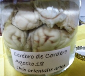 Cordero. Cerebro. Conservado en frasco de vidrio con formol. Gabinete Curiosidades.