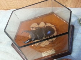 Escarabajo Disecado en vitrina acampanada. DORCUS TITANUS.