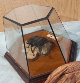 Escarabajo Disecado en vitrina acampanada. DORCUS TITANUS.