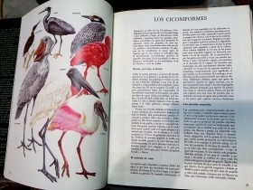 Enciclopedia EL MUNDO DE LOS ANIMALES Y SU MEDIO AMBIENTE. Año 1993