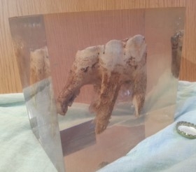 Molar de rinoceronte en placa de resina. Impresionante objeto. Muy curioso.