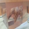 Molar de rinoceronte en placa de resina. Impresionante objeto. Muy curioso.