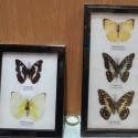Mariposas disecadas en vitrinas. Pareja de cuadros acristalados. 5 mariposas.