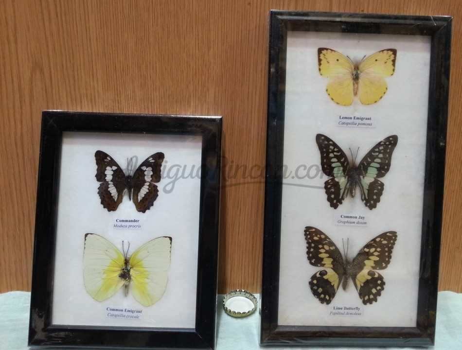 Mariposas disecadas en vitrinas. Pareja de cuadros acristalados. 5 mariposas.