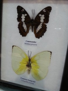 Mariposas disecadas en vitrinas. Pareja de cuadros acristalados. 5 mariposas.