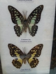 Mariposas disecadas en vitrinas. Pareja de cuadros acristalados. 5 mariposas.