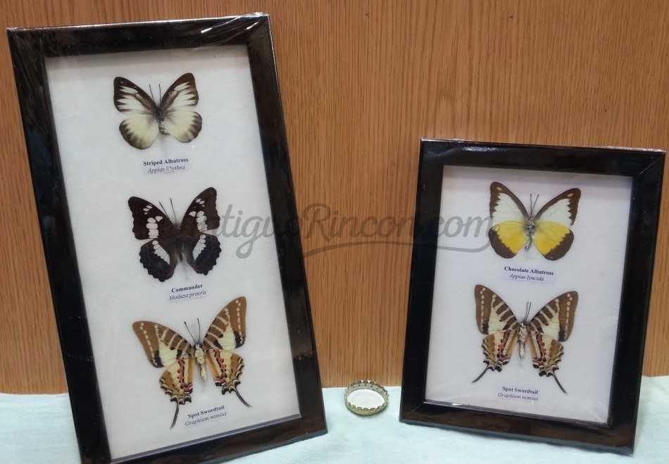 Mariposas disecadas en vitrinas. Pareja de cuadros acristalados. 5 mariposas.