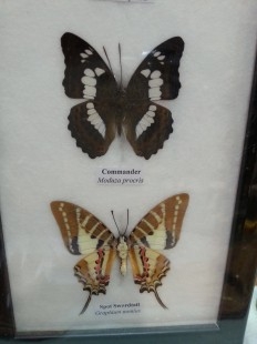 Mariposas disecadas en vitrinas. Pareja de cuadros acristalados. 5 mariposas.