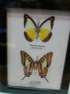 Mariposas disecadas en vitrinas. Pareja de cuadros acristalados. 5 mariposas.