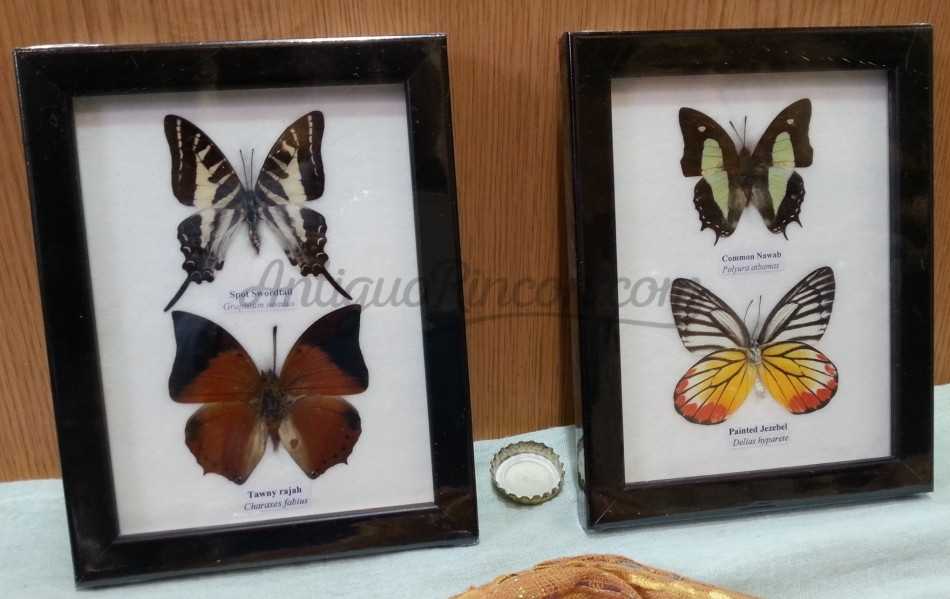 Mariposas disecadas en vitrinas. 2 cuadros acristalados. 4 mariposas. Mariposas disecadas en vitrinas. 2 cuadros acristalados. 4 mariposas.