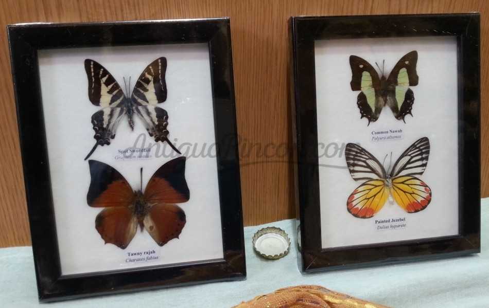 Mariposas disecadas en vitrinas. 2 cuadros acristalados. 4 mariposas.