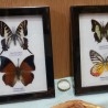 Mariposas disecadas en vitrinas. 2 cuadros acristalados. 4 mariposas.