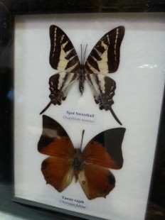 Mariposas disecadas en vitrinas. 2 cuadros acristalados. 4 mariposas.