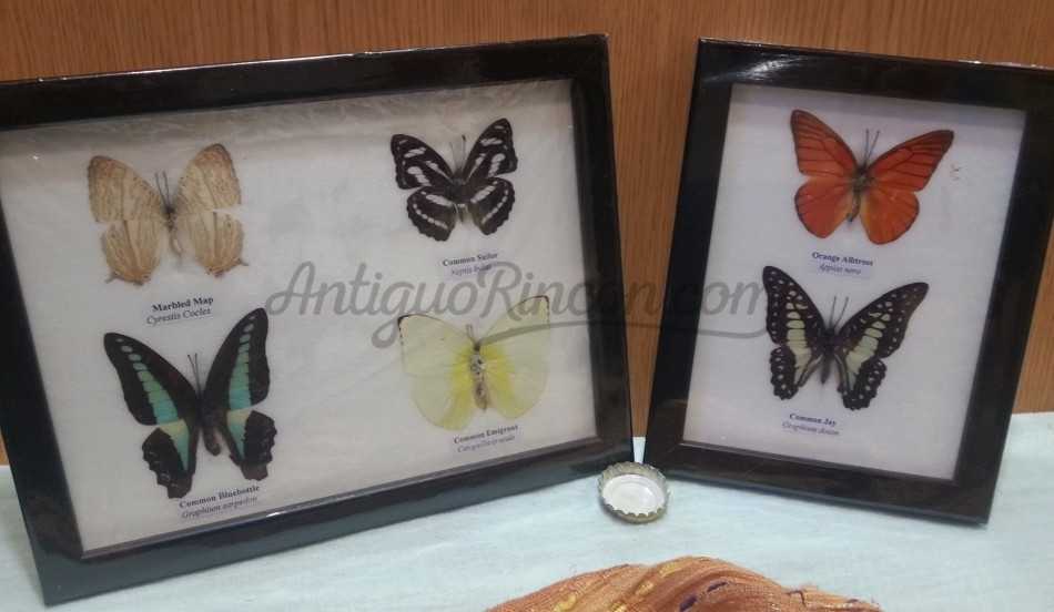 Mariposas disecadas en vitrinas. Dos cuadros acristalados. 6 ejemplares identificados.