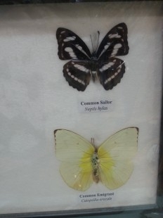 Mariposas disecadas en vitrinas. Dos cuadros acristalados. 6 ejemplares identificados.