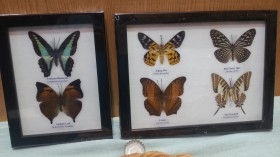 Mariposas disecadas en vitrinas. Dos cuadros acristalados. 6 ejemplares identificados.