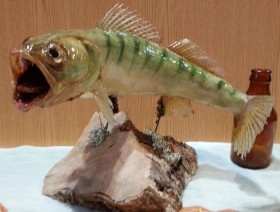 Lucio-Perca disecado. Cuerpo entero en posición de nado. Bien conservado. Impresionante pieza de taxidermia.