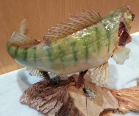 Lucio-Perca disecado. Cuerpo entero en posición de nado. Bien conservado. Impresionante pieza de taxidermia.