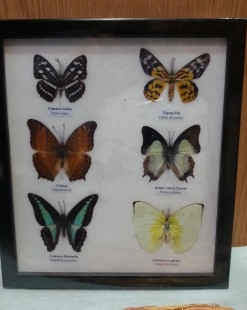 Mariposas disecadas en vitrina. 6 ejemplares diferentes e identificados.