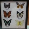 Mariposas disecadas en vitrina. 6 ejemplares diferentes e identificados.