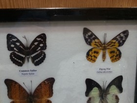 Mariposas disecadas en vitrina. 6 ejemplares diferentes e identificados.