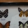 Mariposas disecadas en vitrina. 6 ejemplares diferentes e identificados.