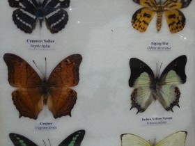 Mariposas disecadas en vitrina. 6 ejemplares diferentes e identificados.