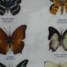 Mariposas disecadas en vitrina. 6 ejemplares diferentes e identificados.