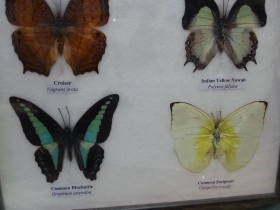 Mariposas disecadas en vitrina. 6 ejemplares diferentes e identificados.