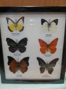 Mariposas disecadas en vitrina. 6 ejemplares diferentes e identificados.