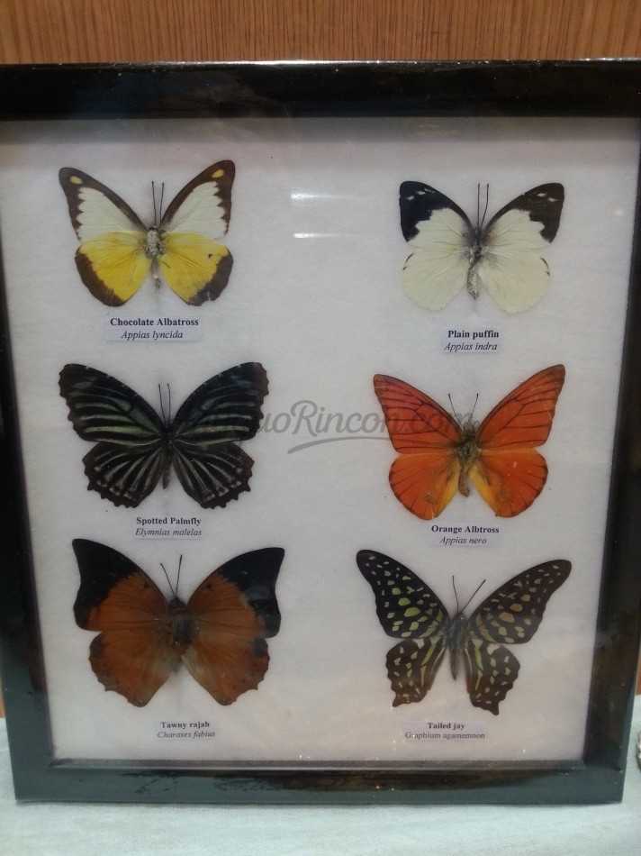 Mariposas disecadas en vitrina. 6 ejemplares diferentes e identificados. Mariposas disecadas en vitrina. 6 ejemplares diferentes e identificados.