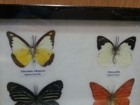 Mariposas disecadas en vitrina. 6 ejemplares diferentes e identificados.