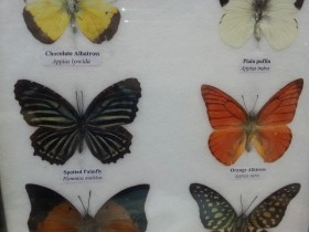 Mariposas disecadas en vitrina. 6 ejemplares diferentes e identificados.