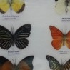 Mariposas disecadas en vitrina. 6 ejemplares diferentes e identificados.