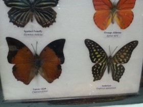 Mariposas disecadas en vitrina. 6 ejemplares diferentes e identificados.