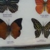 Mariposas disecadas en vitrina. 6 ejemplares diferentes e identificados.