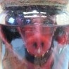 Dragón. Réplica de cachorro de dragón en tarro de vidrio. Impresionante figura realista.