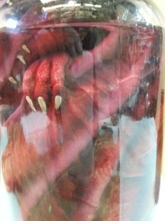 Dragón. Réplica de cachorro de dragón en tarro de vidrio. Impresionante figura realista.
