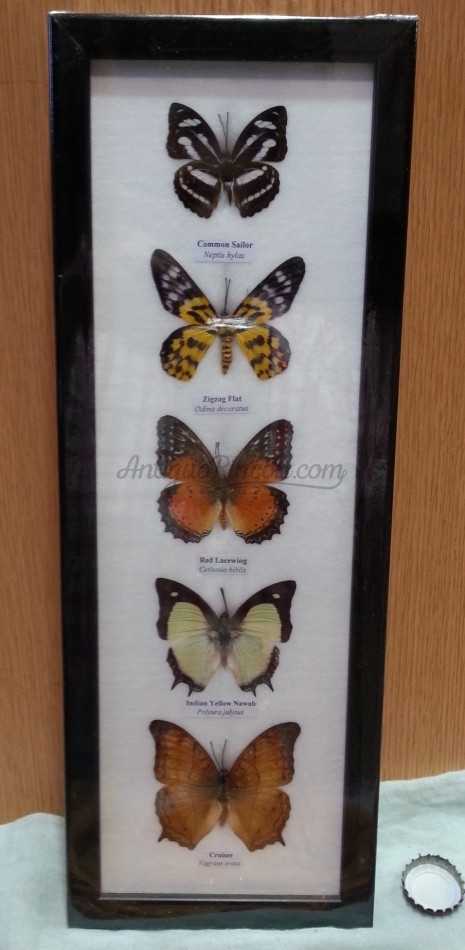 Mariposas disecadas en vitrina. 5 ejemplares diferentes e identificados.