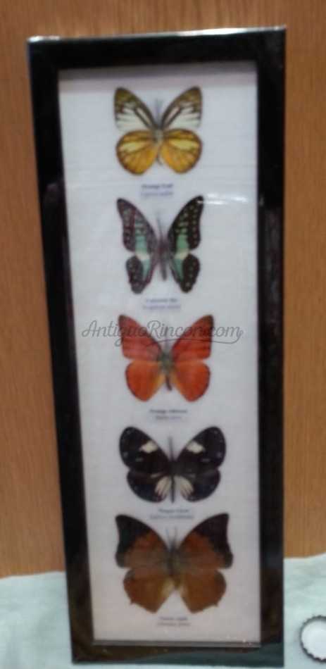 Mariposas disecadas en vitrina. 5 ejemplares diferentes e identificados.