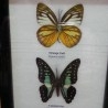 Mariposas disecadas en vitrina. 5 ejemplares diferentes e identificados.